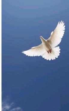 pentecost-dove.jpg