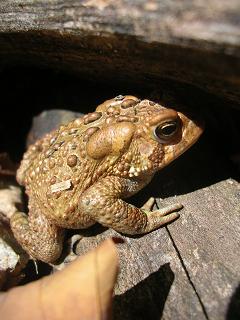 sl-algonquin-toad