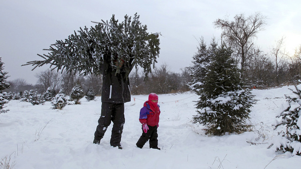 Father, daughter take away Christmas tree from farm in Minnesota